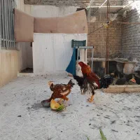 مرغ وخروس لاری
