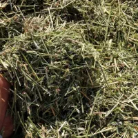 یونجه خرد کرده وگونی شده