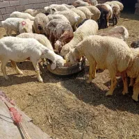 میش داشتی
