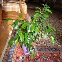 یکعدد گیاه بنجامین و یکعد زاموفیلیا