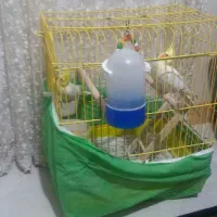 فروش 1جفت عروس هلندی نروماده|پرنده|ساری, |دیوار