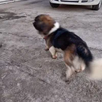 نگهبان|سگ|چناران, |دیوار