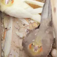 دو عدد پرنده عروس هلندی|پرنده|رشت, کوی مهر|دیوار