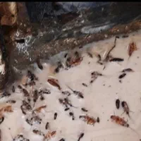 سم پاشی،سمپاشی سوسک و ساس 100٪ تضمینی باضمانت کتبی|خدمات نظافت|تهران, نارمک|دیوار