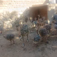 فروش جوجه شترمرغ|حیوانات مزرعه|بناب, |دیوار