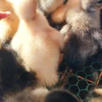 جوجه اردک محلی