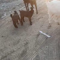 بز پاکستانی دوقلو زا بز با دوتا بزغاله نر و ماده