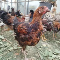 تاقچه نزدیک به تخم
