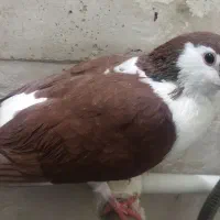 سارکاکلی ساده کلاغ دم خال دم سار سرخ پشتی|پرنده|مشهد, شیرودی|دیوار