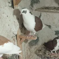 پشتی غوره ای سه بر  و غوره سرخ