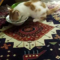 واگذاری بچه گربه|گربه|شیراز, جانبازان|دیوار