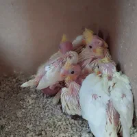 عروس هلندی باجوجه