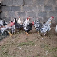 فروش مرغ خروس گلین
