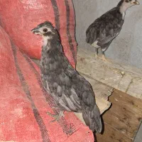 دوتا نیمچه مرغ پاکور ریشی چهلتاج