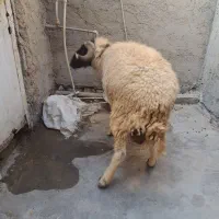 قوچ چاق|حیوانات مزرعه|بندر ماهشهر, |دیوار