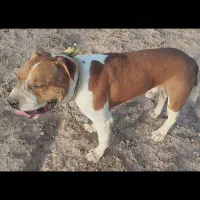 سگ پیتبول جیکوب