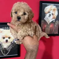 سگ پامر نروماده واگذاری رایگان|سگ|تهران, جردن|دیوار