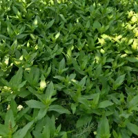 نعناع تازه باغی