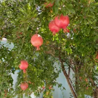 داری جواز کسب وچک صیادی ضامن بانک می شم