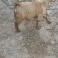 بز ماده|حیوانات مزرعه|ثمرین, |دیوار