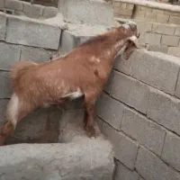 کهره نر  نژادی