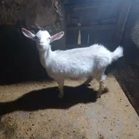 یک عدد بز سانن