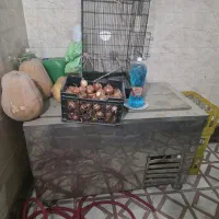 فیریزر صندوقی