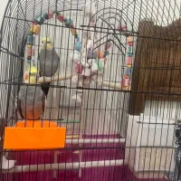 عروس هلندی سخنگو