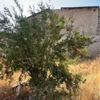 باغچه ۵۱۵متری محمد شهر خ مشرف|فروش خانه و ویلا|محمدشهر, زیبادشت|دیوار