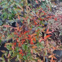 ناندینا سیکاس باباآدم کاملیا و گلهای دیگر