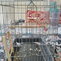 قفس عروس هلندی