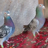 کبوتر پلاکی مسافتی