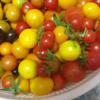 شتیل گوجه
