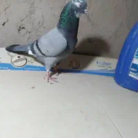 کفتر پرشی|پرنده|کرباسک, |دیوار