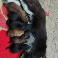 توله اشتپیتز