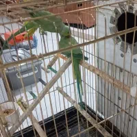 ملنگو نرو ماده
