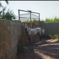 اسب|اسب و تجهیزات اسبسواری|کازرون, |دیوار