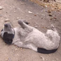 واگزاری توله قدرجونی اصیل|سگ|خرم‌آباد, |دیوار