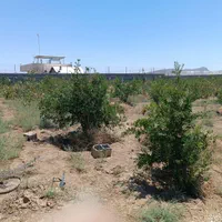 معاوضه باغ پسته و انار با خودرو