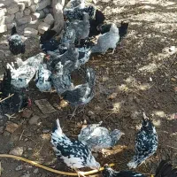 تخم مرغ نطفه دار نژاد گلین|حیوانات مزرعه|رفسنجان, |دیوار