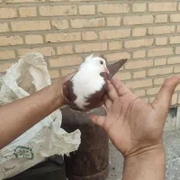 یک عدد کله ماده عتیقه