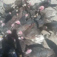 بوقلمون و تعدادی خروس|حیوانات مزرعه|زرنه, |دیوار