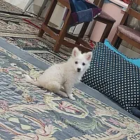 سگ کوچولو شیطون|سگ|سیرجان, |دیوار