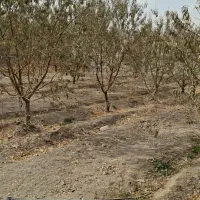 فروش چندموردزمین مسکونی|فروش زمین و ملک کلنگی|فولادشهر, مسکن مهر فولادشهر|دیوار