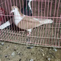 جفت ماده کلاغ زرد و ساده سیاه