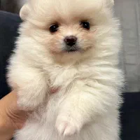 دختر خوشگلمون