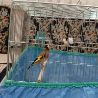 سهره دوسال|پرنده|مریوان, |دیوار