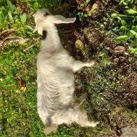 فروش بزغاله درشوش|حیوانات مزرعه|شوش, |دیوار