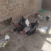 مرغ وخروس گلین وبز اوست|حیوانات مزرعه|کرمان, |دیوار