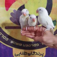 کوتوله برزیلی فیشر سفید آلبینو چشم قرمز سرخ|پرنده|قم, شهرک قدس|دیوار